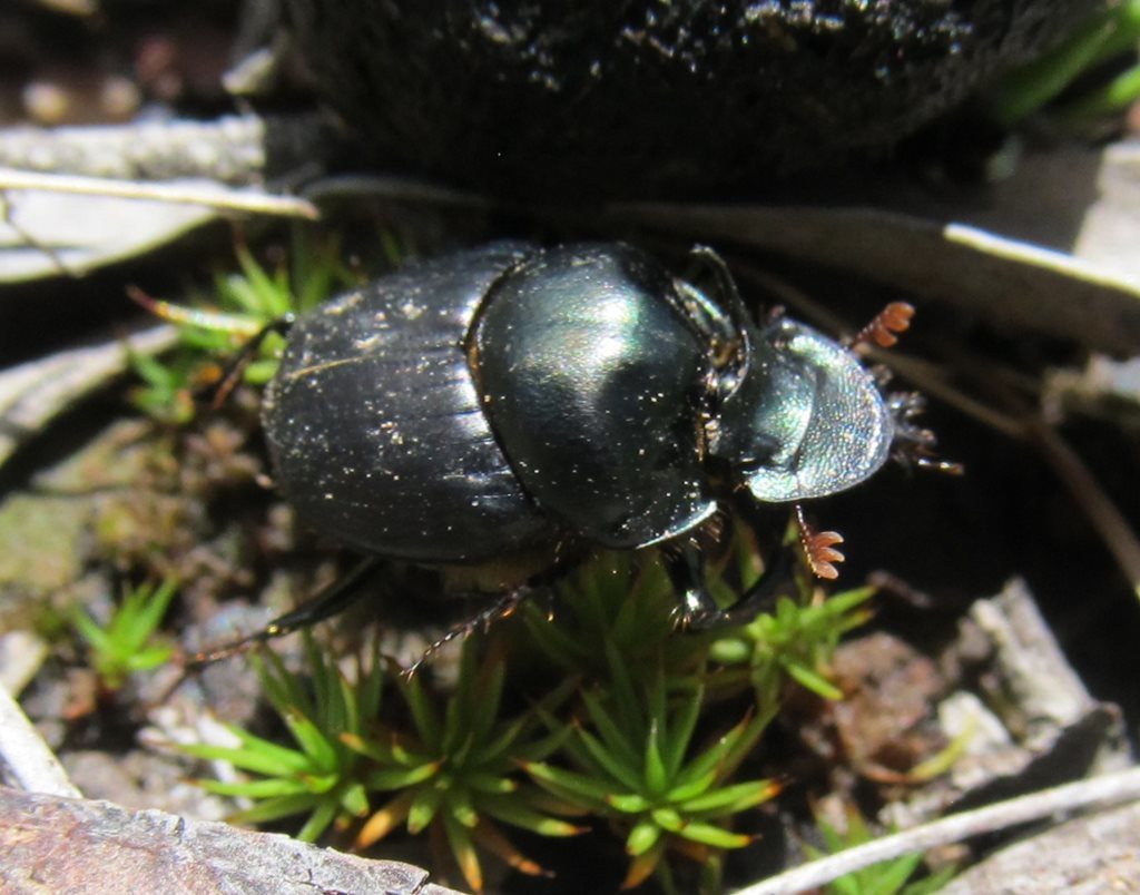 Onthophagus australis
