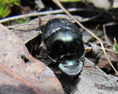 Onthophagus australis
