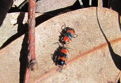 Dicranolaius bellulus