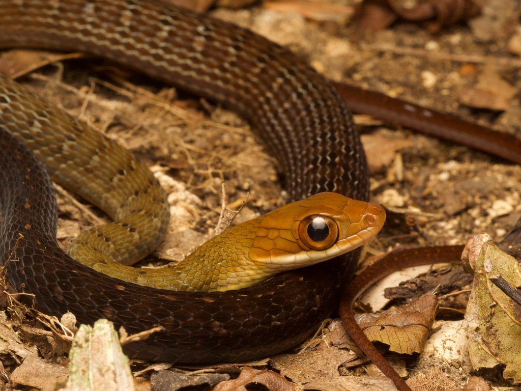 Red-Headed Forest Racer