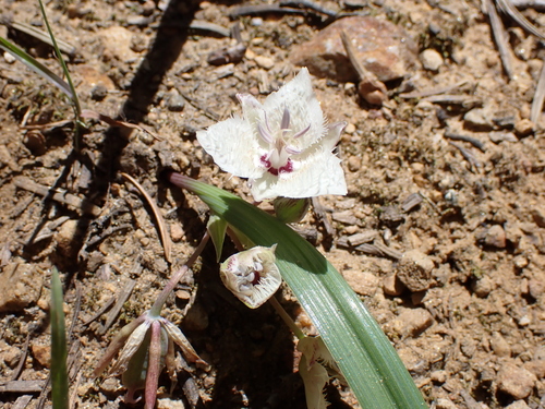 Image of Calochortus westonii by (c) Ryan Donnelly, some rights reserved (CC BY)