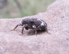 Poropterus bisignatus