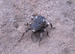 Poropterus bisignatus