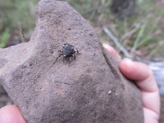 Poropterus bisignatus