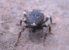 Poropterus bisignatus