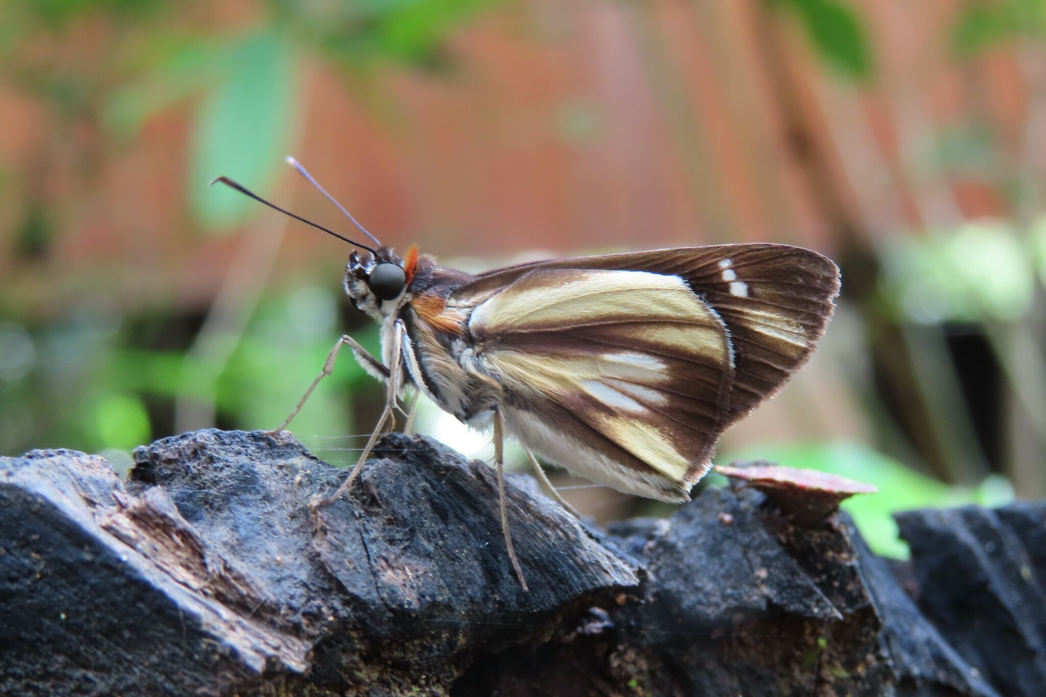 Hesperiinae image