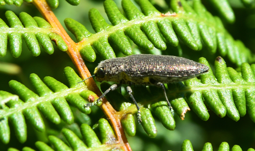 Lampetis albosparsa