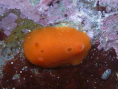Aldisa sanguinea