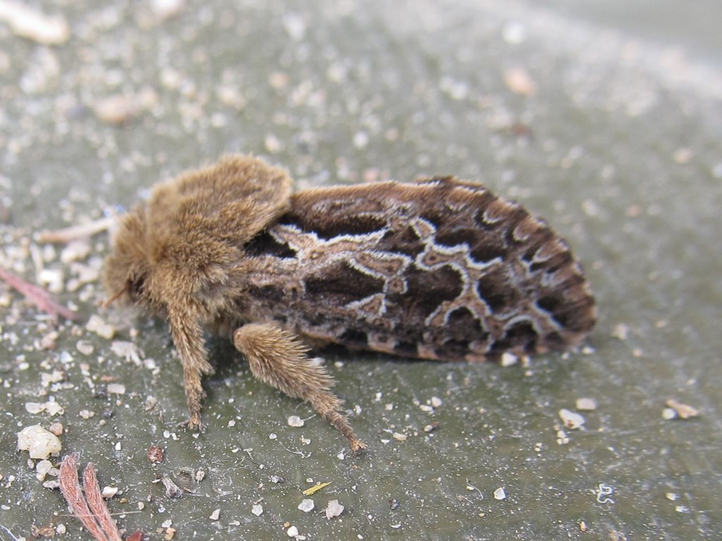 Oncopera alpina