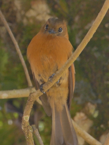 Moucherolle cannelle (Pyrrhomyias cinnamomeus)