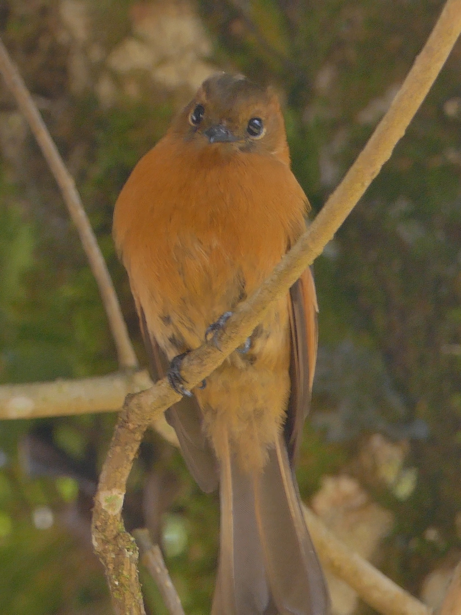 Cinnamon Flycatcher illustration