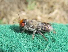 Megachile aurifrons