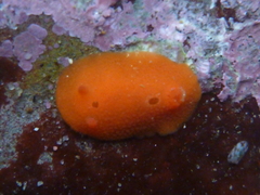 Aldisa sanguinea