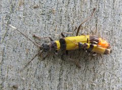 Chauliognathus imperialis