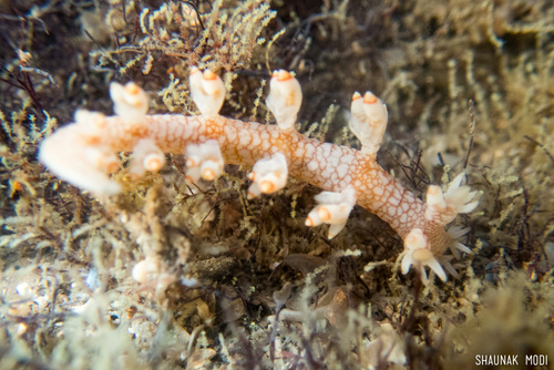 Bornella stellifera