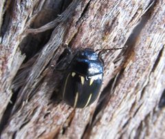 Paropsisterna lineata