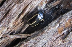 Paropsisterna lineata