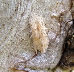 Ledromorpha