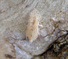 Ledromorpha