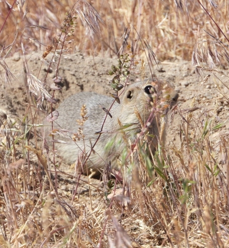 Urocitellus canus vigilis observed by brodiecasstalbott