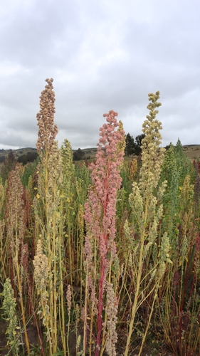 Foto de Quinoa