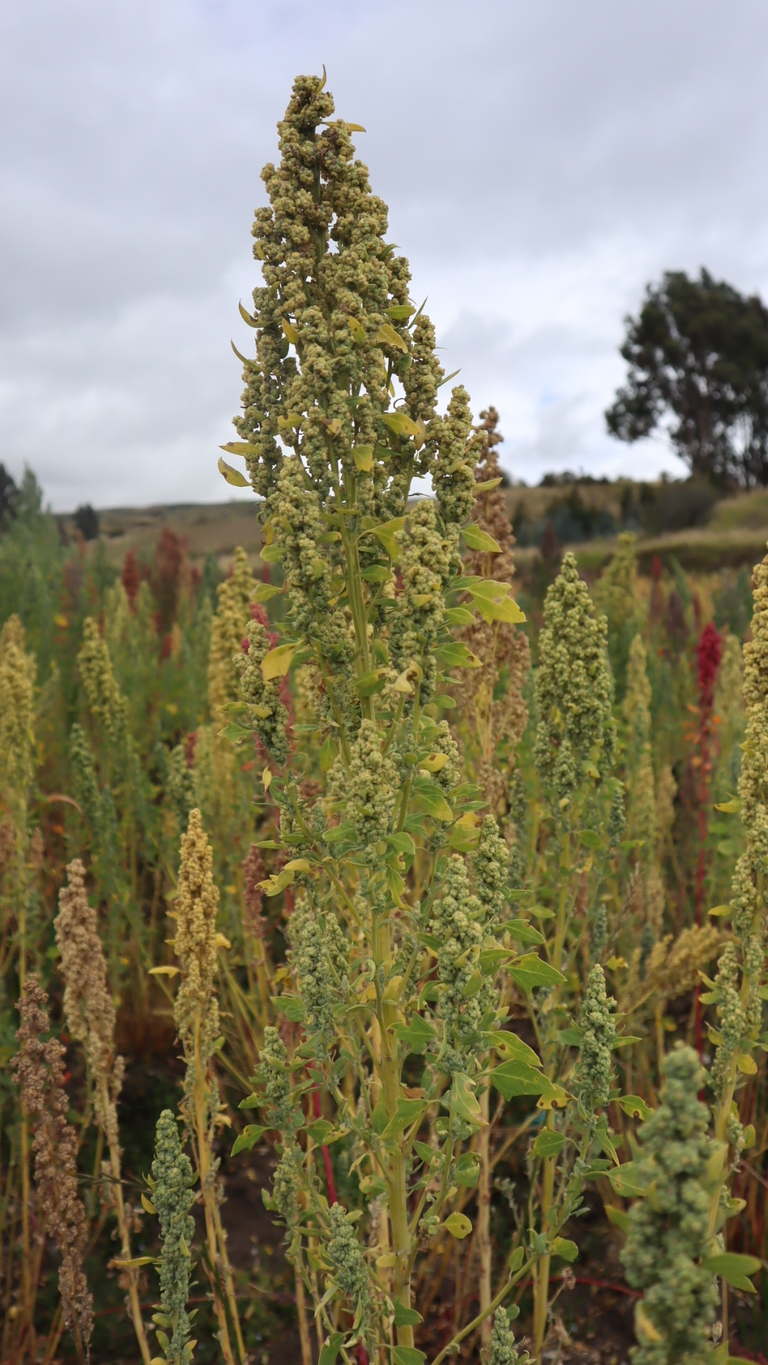 Imagem de Quinoa