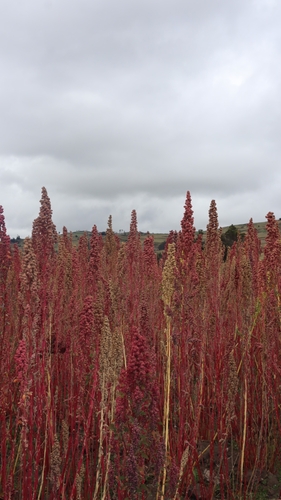Foto de Quinoa