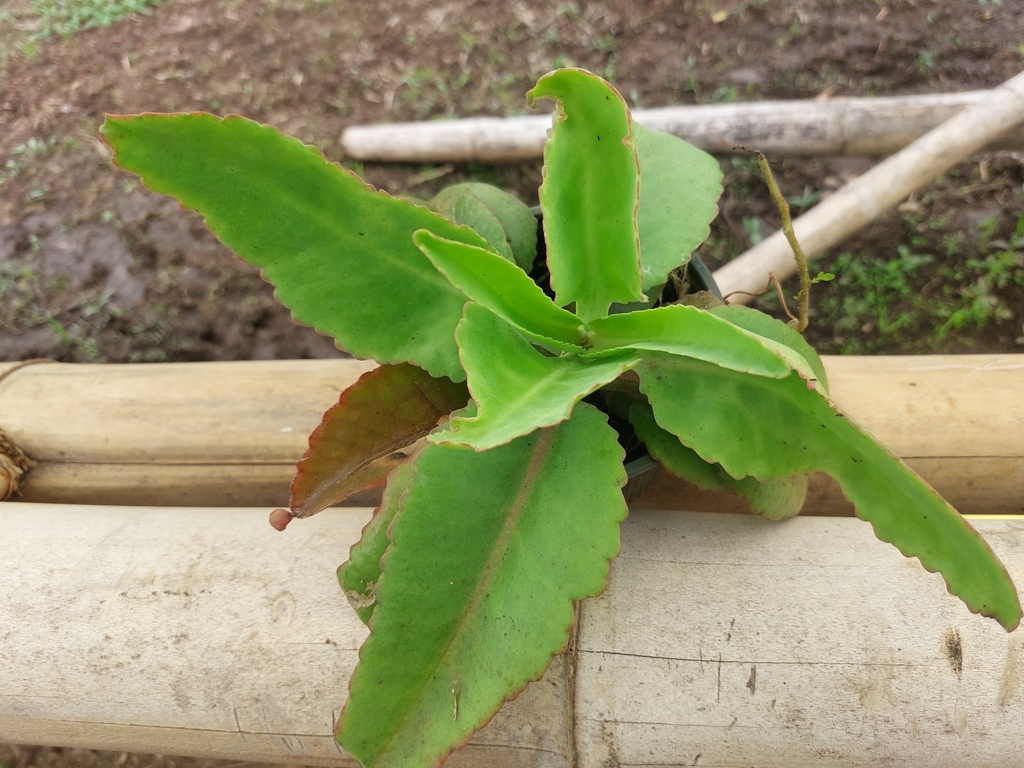 Kalanchoe mortagei