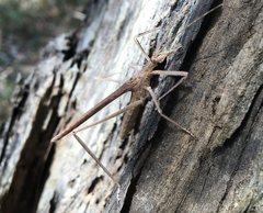 Zaprochilus australis