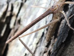 Zaprochilus australis