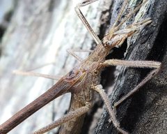 Zaprochilus australis