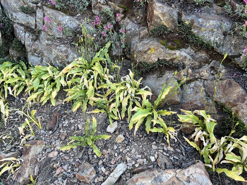 Erythronium pusaterii, photograph 6