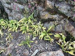 Erythronium pusaterii, photograph (c) Ryan Donnelly, some rights reserved (CC BY)