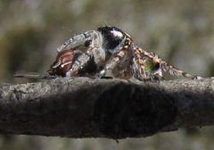 Maratus plumosus