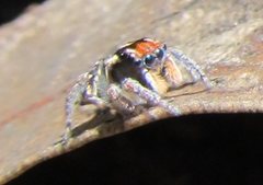 Maratus plumosus