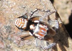 Maratus plumosus