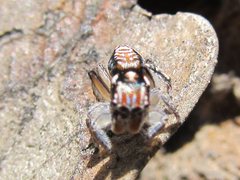 Maratus plumosus