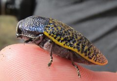 Stigmodera macularia