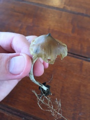 Psilocybe angulospora