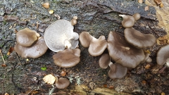 Pleurotus purpureo-olivaceus