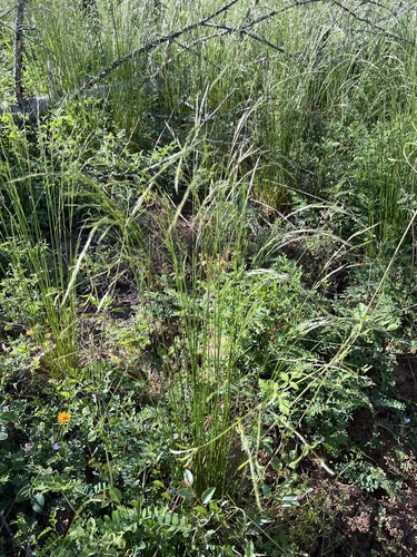 western fescue (Festuca occidentalis)