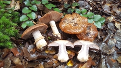Cortinarius cesarioanus