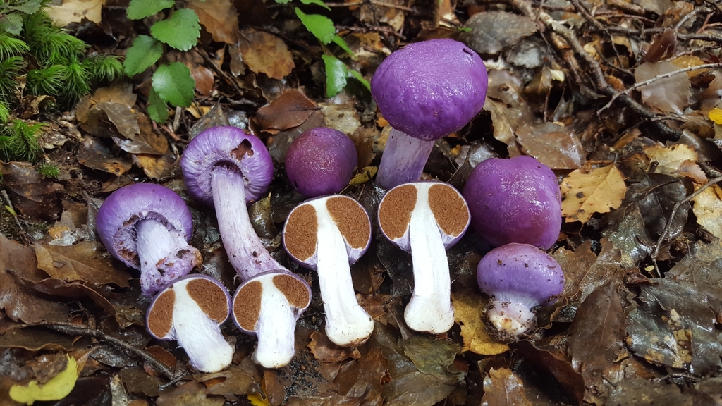 Cortinarius violaceovolvatus