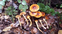 Cortinarius castaneodiscus
