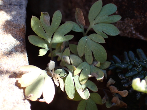 Image of Dicentra pauciflora by (c) Ryan Donnelly, some rights reserved (CC BY)