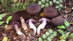 Cortinarius ursus