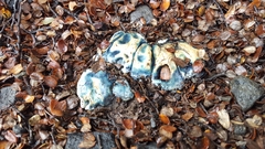 Rossbeevera pachydermis