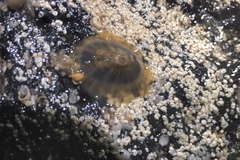 Lucapina