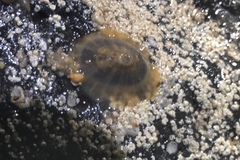 Lucapina