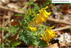 Corydalis pallida